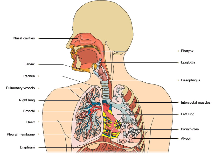 Анатомия дыхательной системы. Дыхательная система человека анатомия. Дыхательная система скелет. Дых система человека анатомия. Структура дыхательной системы на английском.