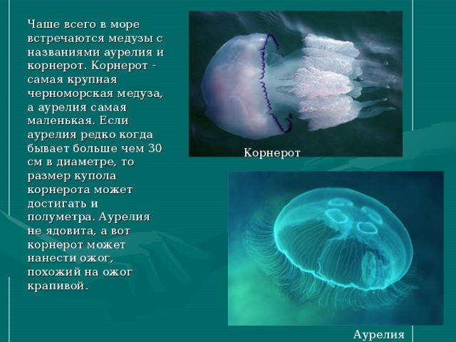 Чаше всего в море встречаются медузы с названиями аурелия и корнерот. Корнерот - самая крупная черноморская медуза, а аурелия самая маленькая. Если аурелия редко когда бывает больше чем 30 см в диаметре, то размер купола корнерота может достигать и полуметра. Аурелия не ядовита, а вот корнерот может нанести ожог, похожий на ожог крапивой. Корнерот Аурелия 