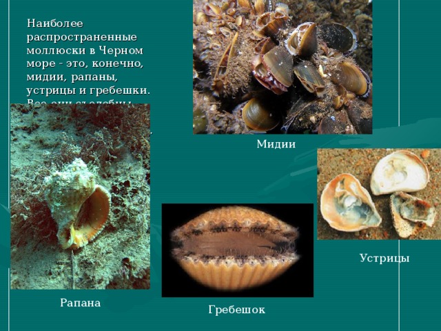 Наиболее распространенные моллюски в Черном море - это, конечно, мидии, рапаны, устрицы и гребешки. Все они съедобны. Устриц и мидий специально разводят . Мидии Устрицы Рапана Гребешок 