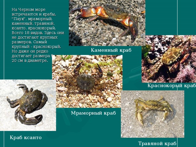 На Черном море встречаются и крабы. 