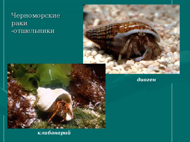 Черноморские раки -отшельники диоген клибанарий 