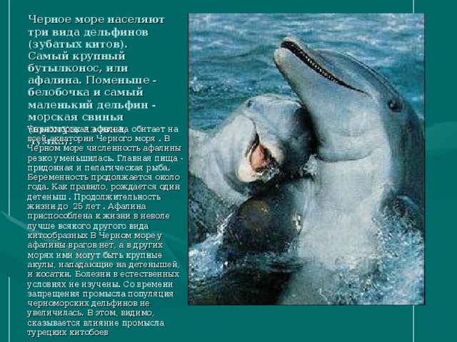 Черное море населяют три вида дельфинов (зубатых китов). Самый крупный бутылконос, или афалина. Поменьше - белобочка и самый маленький дельфин - морская свинья (пыхтун, азовка, чумка). Черноморская афалина обитает на всей акватории Черного моря . В Черном море численность афалины резко уменьшилась. Главная пища - придонная и пелагическая рыба. Беременность продолжается около года. Как правило, рождается один детеныш . Продолжительность жизни до 25 лет . Афалина приспособлена к жизни в неволе лучше всякого другого вида китообразных В Черном море у афалины врагов нет, а в других морях ими могут быть крупные акулы, нападающие на детенышей, и косатки. Болезни в естественных условиях не изучены. Со времени запрещения промысла популяция черноморских дельфинов не увеличилась. В этом, видимо, сказывается влияние промысла турецких китобоев  