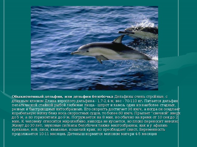 Обыкновенный дельфин, или дельфин белобочка Дельфины очень стройные, с длинным клювом Длина взрослого дельфина - 1,7-2,4 м, вес - 70-110 кг. Питается дельфин пелагической стайной рыбой любимая пища - шпрот и хамса. один из наиболее стадных, резвых и быстроходных китообразных. Его скорость достигает 36 км/ч, а когда он оседлает корабельную волну близ носа скоростных судов, то более 60 км/ч. Прыгает 