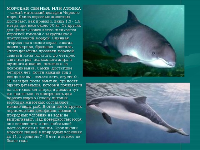  МОРСКАЯ СВИНЬЯ, ИЛИ АЗОВКА - самый маленький дельфин Черного моря. Длина взрослых животных достигает, как правило, лишь 1,3 - 1,5 метра при весе около 30 кг. От других дельфинов азовка легко отличается короткой головой с закругленной притупленной мордой. Спинная сторона тела темно-серая, иногда почти черная, брюшная - светлая. Этого дельфина прозвали морской свиньей из-за толстого, до четырех сантиметров, подкожного жира и шумного дыхания, похожего на похрюкивание. Самки, достигшие четырех лет, почти каждый год в конце весны - начале лета, спустя 9 - 11 месяцев после зачатия, приносят одного детеныша, который появляется на свет хвостом вперед и должен тут же подняться на поверхность для первого вздоха Основу питания взрослых животных составляют мелкие виды рыб. В отличие от других черноморских дельфинов, азовки, в природных условиях из воды не выпрыгивают. Над поверхностью моря они появляются лишь небольшой частью головы и спины. Срок жизни морских свиней в природных условиях до 15, в среднем 7 - 8 лет, в неволе не более года   