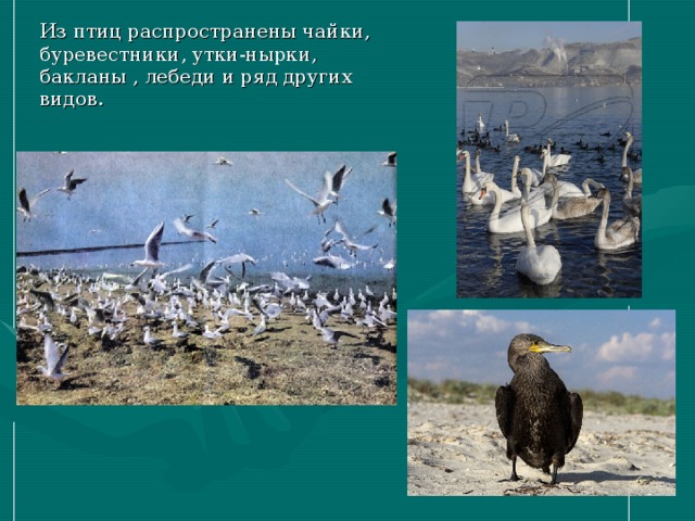 Из птиц распространены чайки, буревестники, утки-нырки, бакланы , лебеди и ряд других видов. 