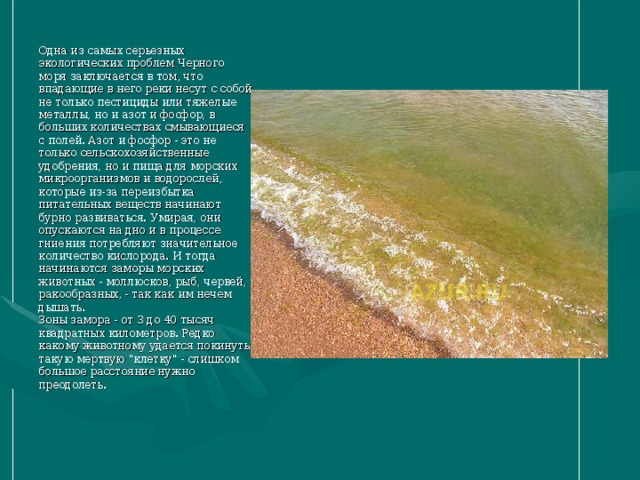 Одна из самых серьезных экологических проблем Черного моря заключается в том, что впадающие в него реки несут с собой не только пестициды или тяжелые металлы, но и азот и фосфор, в больших количествах смывающиеся с полей. Азот и фосфор - это не только сельскохозяйственные удобрения, но и пища для морских микроорганизмов и водорослей, которые из-за переизбытка питательных веществ начинают бурно развиваться. Умирая, они опускаются на дно и в процессе гниения потребляют значительное количество кислорода. И тогда начинаются заморы морских животных - моллюсков, рыб, червей, ракообразных, - так как им нечем дышать.  Зоны замора - от 3 до 40 тысяч квадратных километров. Редко какому животному удается покинуть такую мертвую 