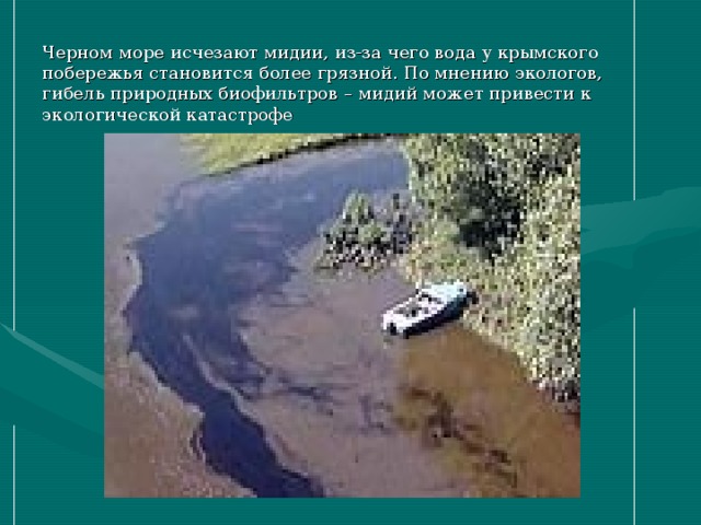 Черном море исчезают мидии, из-за чего вода у крымского побережья становится более грязной. По мнению экологов, гибель природных биофильтров – мидий может привести к экологической катастрофе 
