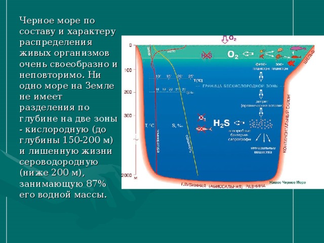 Черное море по составу и характеру распределения живых организмов очень своеобразно и неповторимо. Ни одно море на Земле не имеет разделения по глубине на две зоны - кислородную (до глубины 150-200 м) и лишенную жизни сероводородную (ниже 200 м), занимающую 87% его водной массы. 