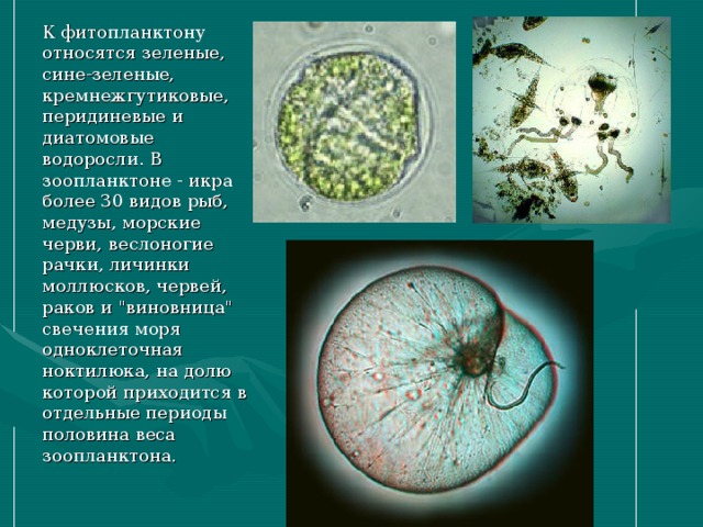 К фитопланктону относятся зеленые, сине-зеленые, кремнежгутиковые, перидиневые и диатомовые водоросли. В зоопланктоне - икра более 30 видов рыб, медузы, морские черви, веслоногие рачки, личинки моллюсков, червей, раков и 