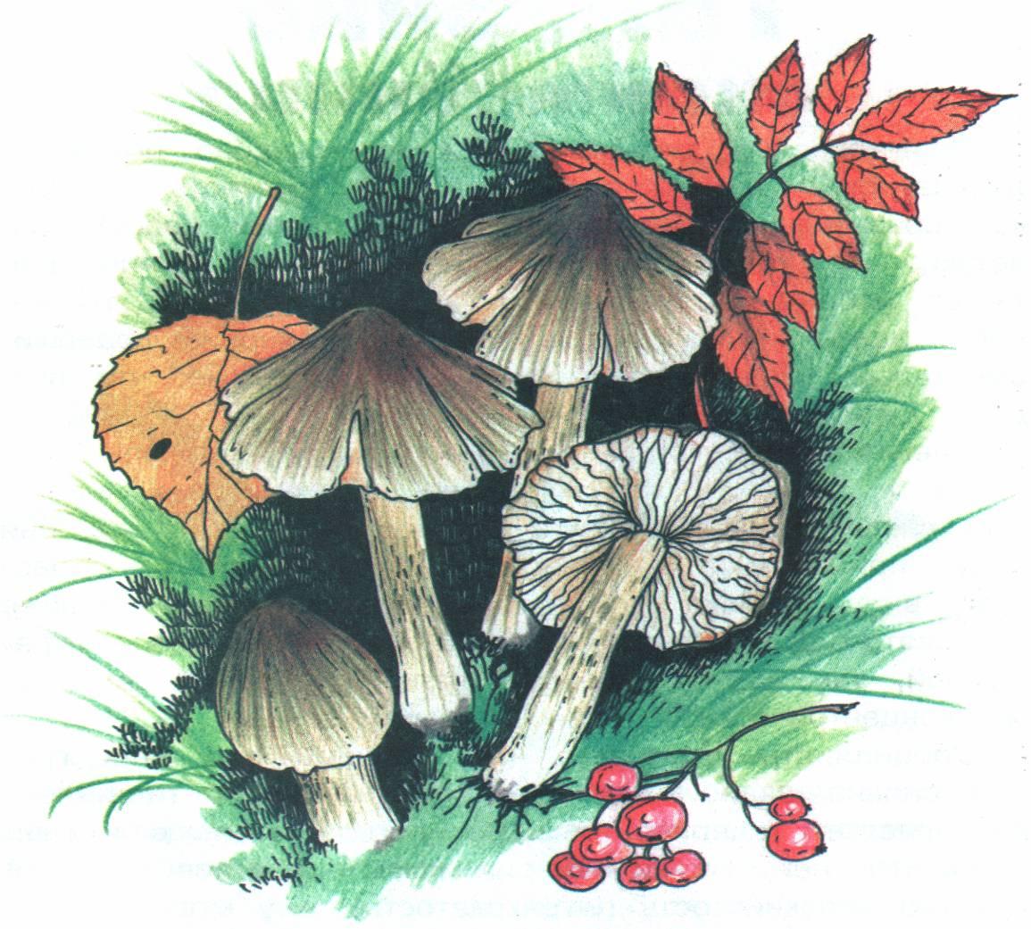 Детские рисунки ядовитых грибов