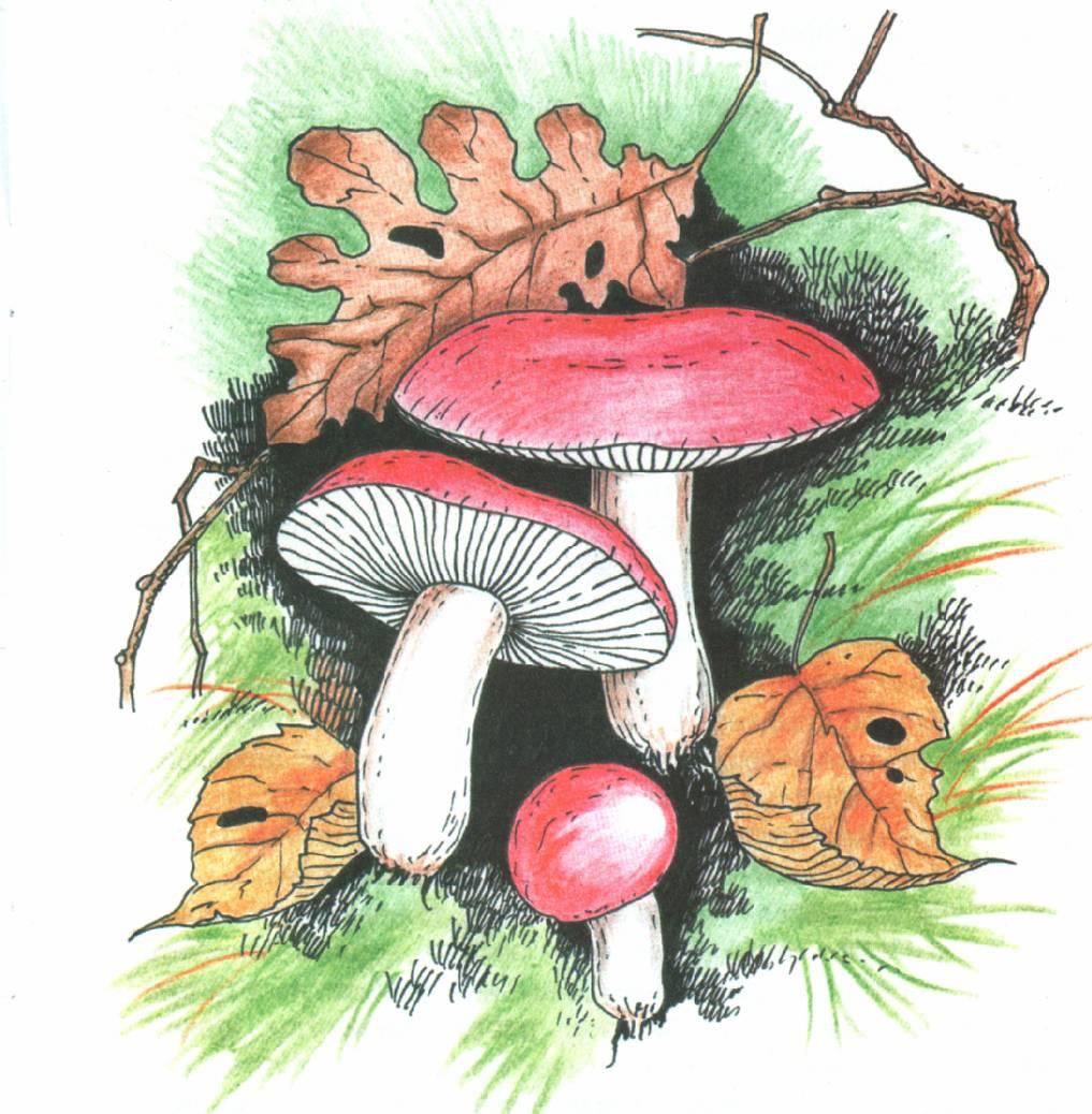 Рисунки ядовитых грибов