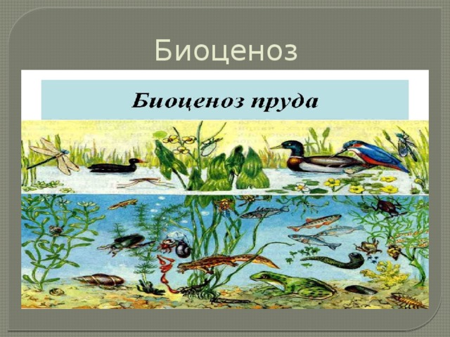 Искусственные природные сообщества пруд. Биоценоз и экосистема. Природное сообщество биоценоз. Биоценоз это в экологии. Биоценоз водоема.