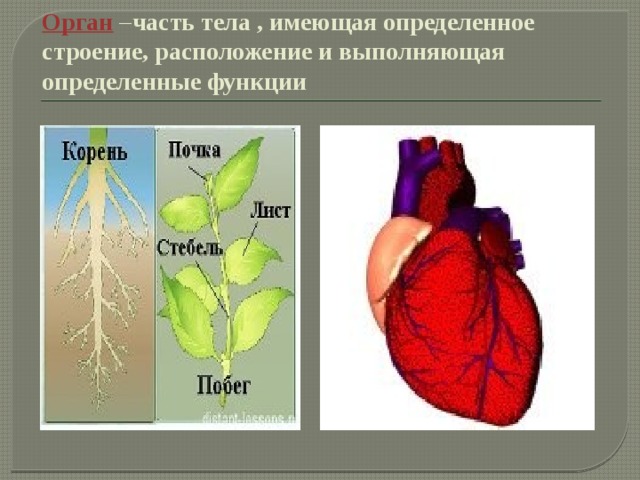 Тела растений имеет строение