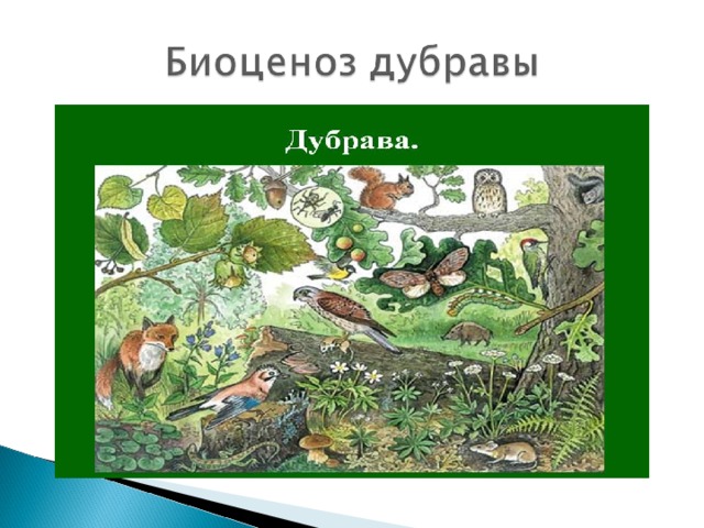 Природные сообщества картинки по биологии