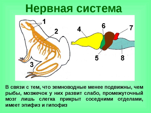 Нервная система В связи с тем, что земноводные менее подвижны, чем рыбы, мозжечок у них развит слабо, промежуточный мозг лишь слегка прикрыт соседними отделами, имеет эпифиз и гипофиз  