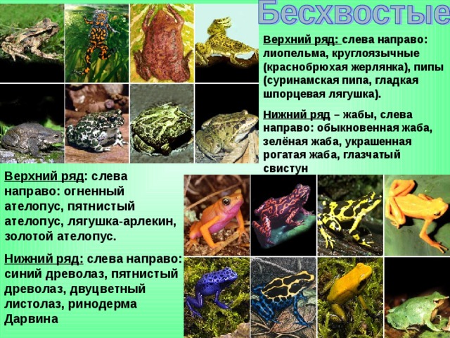Верхний ряд: слева направо: лиопельма, круглоязычные (краснобрюхая жерлянка), пипы (суринамская пипа, гладкая шпорцевая лягушка). Нижний ряд – жабы, слева направо: обыкновенная жаба, зелёная жаба, украшенная рогатая жаба, глазчатый свистун Верхний ряд : слева направо: огненный ателопус, пятнистый ателопус, лягушка-арлекин, золотой ателопус. Нижний ряд: слева направо: синий древолаз, пятнистый древолаз, двуцветный листолаз, ринодерма Дарвина 