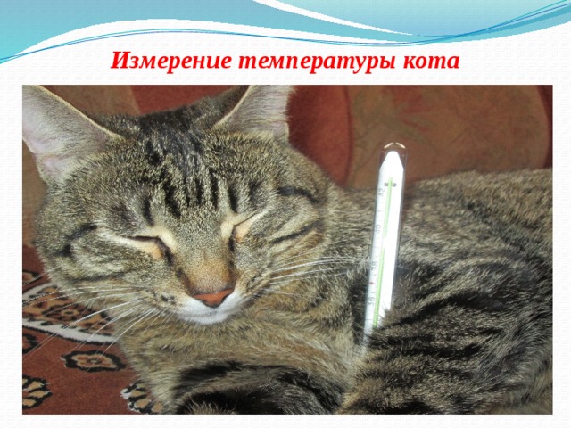 Температура кота