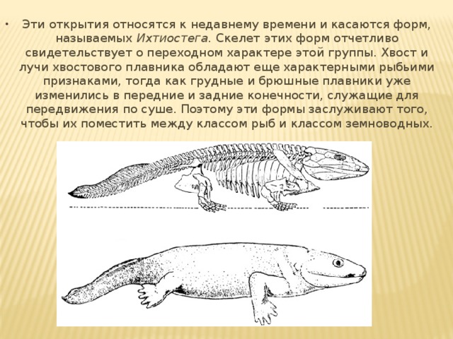 Эти открытия относятся к недавнему времени и касаются форм, называемых Ихтиостега. Скелет этих форм отчетливо свидетельствует о переходном характере этой группы. Хвост и лучи хвостового плавника обладают еще характерными рыбьими признаками, тогда как грудные и брюшные плавники уже изменились в передние и задние конечности, служащие для передвижения по суше. Поэтому эти формы заслуживают того, чтобы их поместить между классом рыб и классом земноводных. 