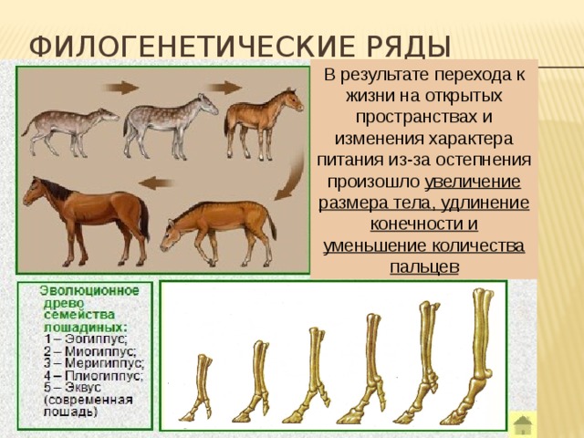 Филогенетические ряды В результате перехода к жизни на открытых пространствах и изменения характера питания из-за остепнения произошло увеличение размера тела, удлинение конечности и уменьшение количества пальцев 