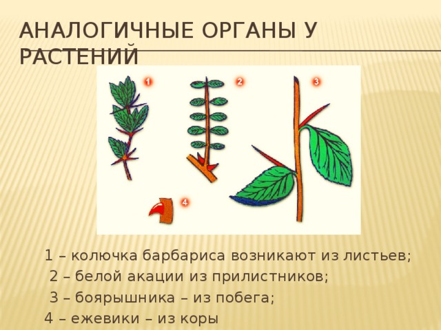 Аналогичные органы у растений 1 – колючка барбариса возникают из листьев;  2 – белой акации из прилистников;  3 – боярышника – из побега; 4 – ежевики – из коры 