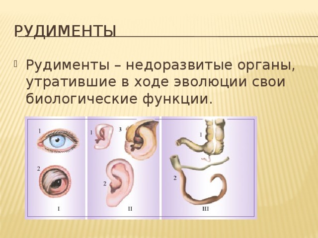 рудименты Рудименты – недоразвитые органы, утратившие в ходе эволюции свои биологические функции. 