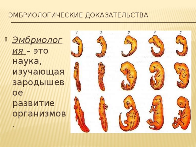 Эмбриологические доказательства   Эмбриология  – это наука, изучающая зародышевое развитие организмов. 