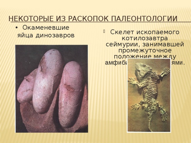 Некоторые из раскопок палеонтологии Окаменевшие яйца динозавров Скелет ископаемого котилозавтра сеймурии, занимавшей промежуточное положение между амфибиями и рептилиями . 