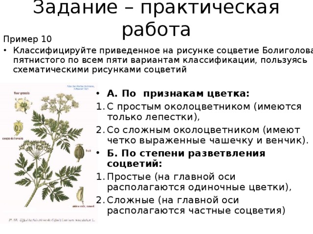 Классифицируйте приведенное на рисунке соцветие болиголова пятнистого по всем пяти вариантам