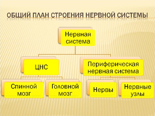 Заполните схему строения нервной системы млекопитающих