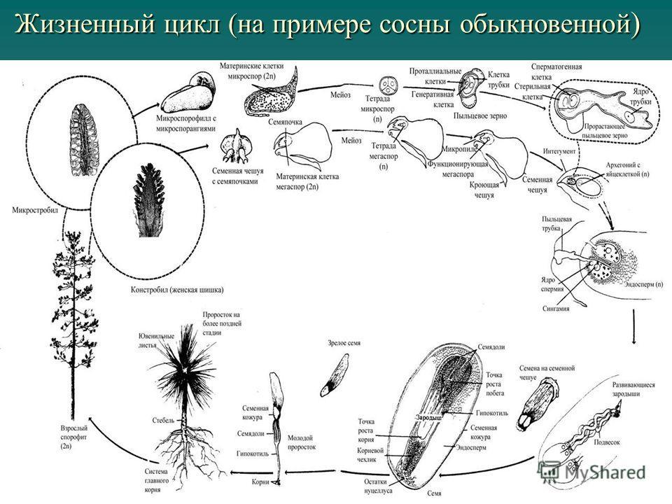 Схема эволюции растений 9 класс
