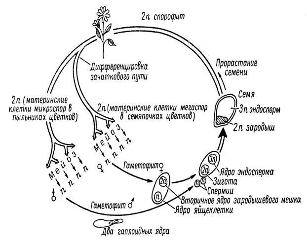 Жизненный цикл сосны обыкновенной схема