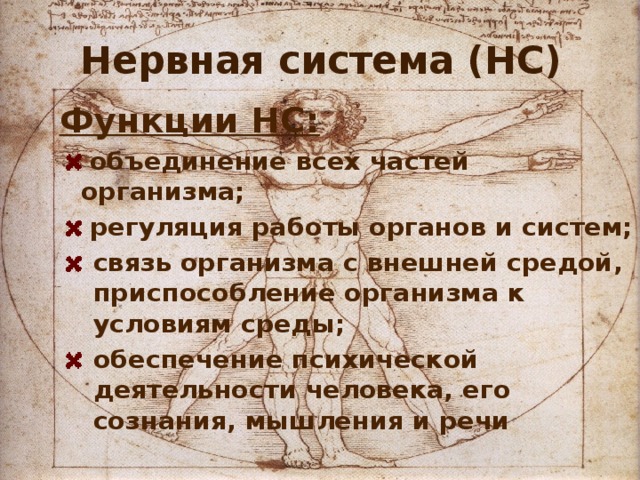 Нервная система (НС) Функции НС:  объединение всех частей организма;  регуляция работы органов и систем; связь организма с внешней средой, приспособление организма к условиям среды; обеспечение психической деятельности человека, его сознания, мышления и речи  