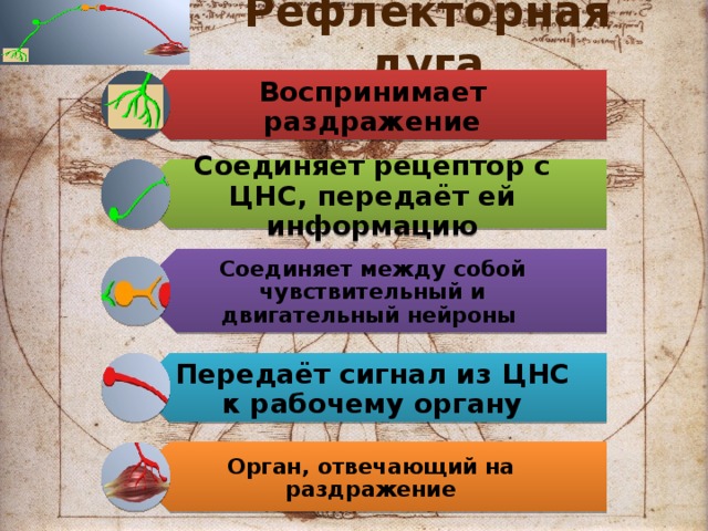 Рефлекторная дуга Воспринимает раздражение Соединяет рецептор с ЦНС, передаёт ей информацию Соединяет между собой чувствительный и двигательный нейроны Передаёт сигнал из ЦНС к рабочему органу Орган, отвечающий на раздражение 