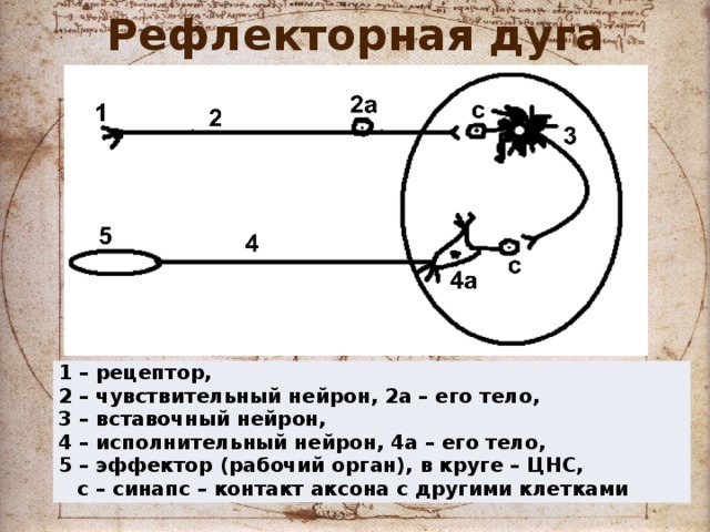 Рефлекторная дуга 1 – рецептор, 2 – чувствительный нейрон, 2а – его тело, 3 – вставочный нейрон, 4 – исполнительный нейрон, 4а – его тело, 5 – эффектор (рабочий орган), в круге – ЦНС, с – синапс – контакт аксона с другими клетками 