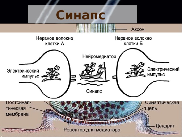 Синапс  