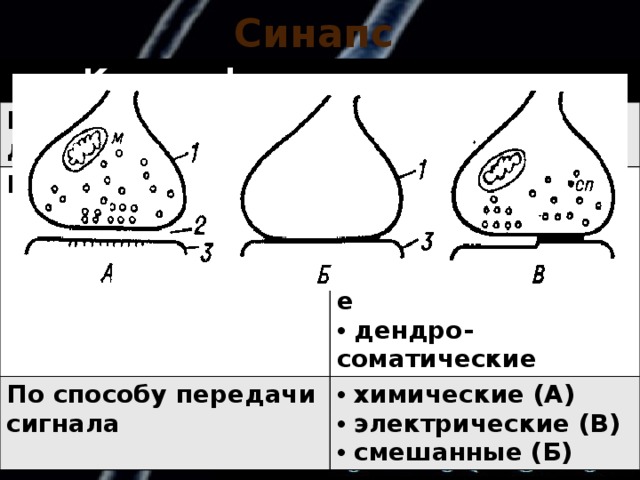 Синапс  Классификация синапсов По характеру действия  возбуждающие  тормозные По местоположению  аксосоматические  аксо-аксональные  аксодендритические  дендро-соматические По способу передачи сигнала  химические (А)  электрические (В)  смешанные (Б) 