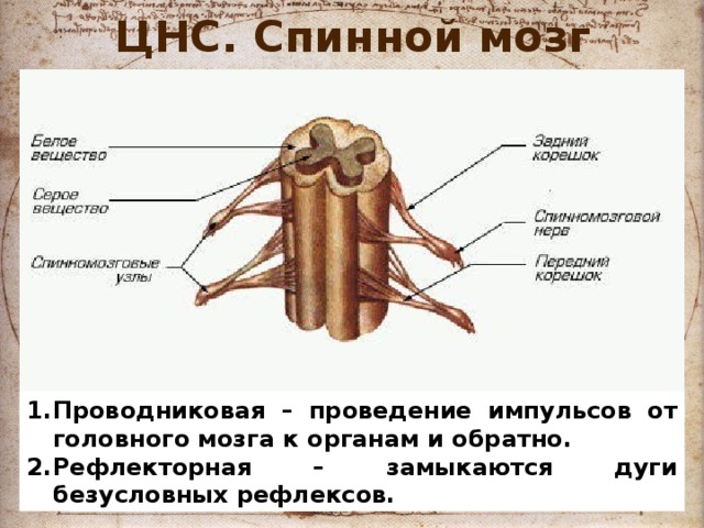 ЦНС. Спинной мозг Проводниковая – проведение импульсов от головного мозга к органам и обратно. Рефлекторная – замыкаются дуги безусловных рефлексов. 