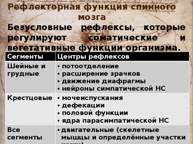 Рефлекторная функция спинного мозга Безусловные рефлексы, которые регулируют соматические и вегетативные функции организма.  Сегменты Центры рефлексов Шейные и грудные  потоотделение  расширение зрачков  движение диафрагмы  нейроны симпатической НС Крестцовые  мочеиспускания  дефекации  половой функции  ядра парасимпатической НС Все сегменты двигательные (скелетные мышцы и определённые участки кожи) 