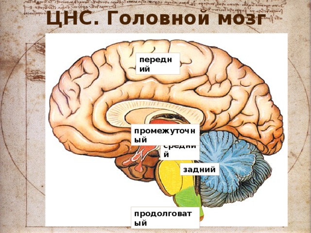 ЦНС. Головной мозг передний промежуточный средний задний продолговатый 