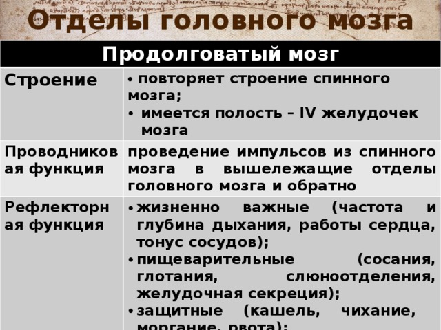 Отделы головного мозга Продолговатый мозг Строение   повторяет строение спинного мозга; Проводниковая функция имеется полость – IV желудочек мозга проведение импульсов из спинного мозга в вышележащие отделы головного мозга и обратно Рефлекторная функция жизненно важные (частота и глубина дыхания, работы сердца, тонус сосудов); пищеварительные (сосания, глотания, слюноотделения, желудочная секреция); защитные (кашель, чихание, моргание, рвота); 