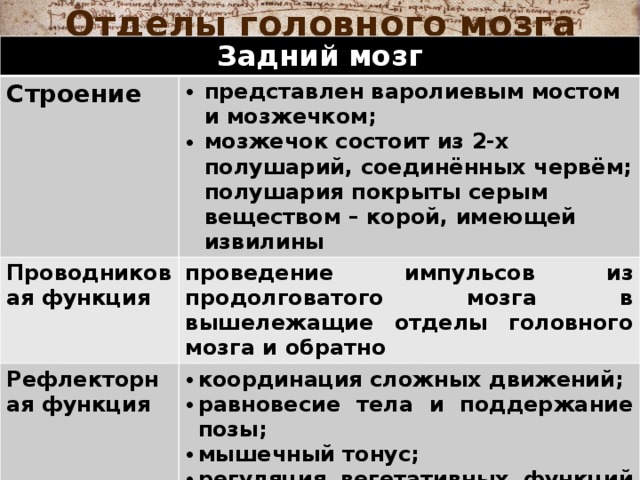 Отделы головного мозга Задний мозг Строение  представлен варолиевым мостом и мозжечком; мозжечок состоит из 2-х полушарий, соединённых червём; полушария покрыты серым веществом – корой, имеющей извилины Проводниковая функция проведение импульсов из продолговатого мозга в вышележащие отделы головного мозга и обратно Рефлекторная функция координация сложных движений; равновесие тела и поддержание позы; мышечный тонус; регуляция вегетативных функций (состав крови, сосудистые рефлексы); движение глазных яблок; 