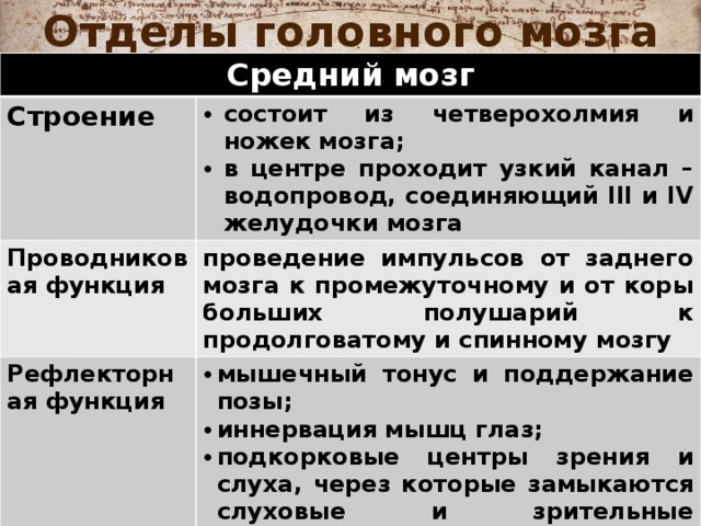 Отделы головного мозга Средний мозг Строение  состоит из четверохолмия и ножек мозга; в центре проходит узкий канал – водопровод, соединяющий III и IV желудочки мозга Проводниковая функция проведение импульсов от заднего мозга к промежуточному и от коры больших полушарий к продолговатому и спинному мозгу Рефлекторная функция мышечный тонус и поддержание позы; иннервация мышц глаз; подкорковые центры зрения и слуха, через которые замыкаются слуховые и зрительные ориентировочные рефлексы; 