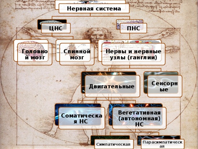 Нервная система ЦНС ПНС Спинной мозг Нервы и нервные узлы (ганглии) Головной мозг Сенсорные  Двигательные  Соматическая НС Вегетативная (автономная) НС Симпатическая  Парасимпатическая  3 