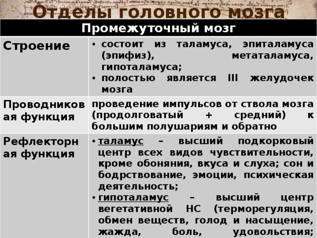 Отделы головного мозга Промежуточный мозг Строение  состоит из таламуса, эпиталамуса (эпифиз), метаталамуса, гипоталамуса; полостью является III желудочек мозга Проводниковая функция проведение импульсов от ствола мозга (продолговатый + средний) к большим полушариям и обратно Рефлекторная функция таламус – высший подкорковый центр всех видов чувствительности, кроме обоняния, вкуса и слуха; сон и бодрствование, эмоции, психическая деятельность; гипоталамус – высший центр вегетативной НС (терморегуляция, обмен веществ, голод и насыщение, жажда, боль, удовольствия; продуцирует нейрогормоны; сложные двигательные рефлексы (бег, плавание, ходьба); 