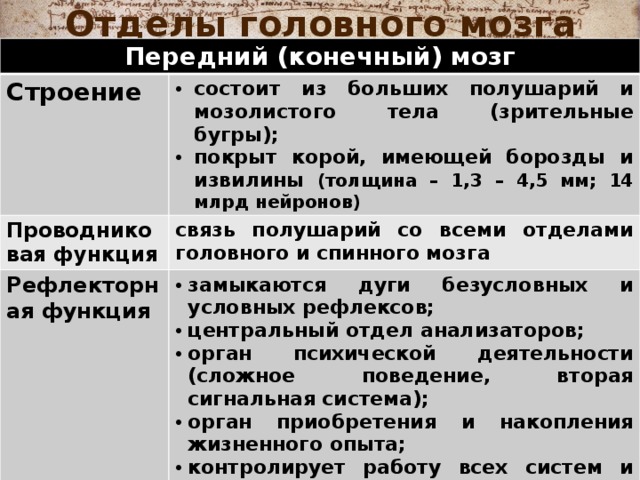 Отделы головного мозга Передний (конечный) мозг Строение  состоит из больших полушарий и мозолистого тела (зрительные бугры); покрыт корой, имеющей борозды и извилины (толщина – 1,3 – 4,5 мм; 14 млрд нейронов) Проводниковая функция связь полушарий со всеми отделами головного и спинного мозга Рефлекторная функция замыкаются дуги безусловных и условных рефлексов; центральный отдел анализаторов; орган психической деятельности (сложное поведение, вторая сигнальная система); орган приобретения и накопления жизненного опыта; контролирует работу всех систем и обеспечивает связь организма с внешней средой 