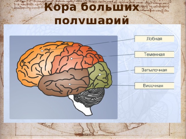 Кора больших полушарий 