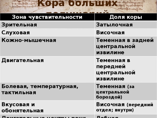 Кора больших полушарий Зона чувствительности Доля коры Зрительная Затылочная Слуховая Височная Кожно-мышечная Теменная в задней центральной извилине Двигательная Теменная в передней центральной извилине Болевая, температурная, тактильная Теменная (за центральной бороздой) Вкусовая и обонятельная Височная (передний отдел; внутри) Двигательные центры речи (центр Брока) и письма Лобная Восприятие устной и письменной речи (центр Вернике) Височная 