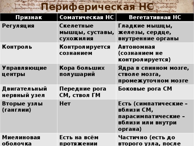 Периферическая НС Признак Соматическая НС Регуляция Вегетативная НС Скелетные мышцы, суставы, сухожилия Контроль Гладкие мышцы, железы, сердце, внутренние органы Управляющие центры Контролируется сознанием Двигательный нервный узел Кора больших полушарий Автономная (сознанием не контролируется) Ядра в спинном мозге, стволе мозга, промежуточном мозге Передние рога СМ, ствол ГМ Вторые узлы (ганглии) Боковые рога СМ Нет Миелиновая оболочка Есть (симпатические – вблизи СМ, парасимпатические – вблизи или внутри органа) Есть на всём протяжении Скорость проведения импульса Частично (есть до второго узла, после узла – нет) Высокая (30 – 120 м/с) Низкая (1 – 3 м/с) 