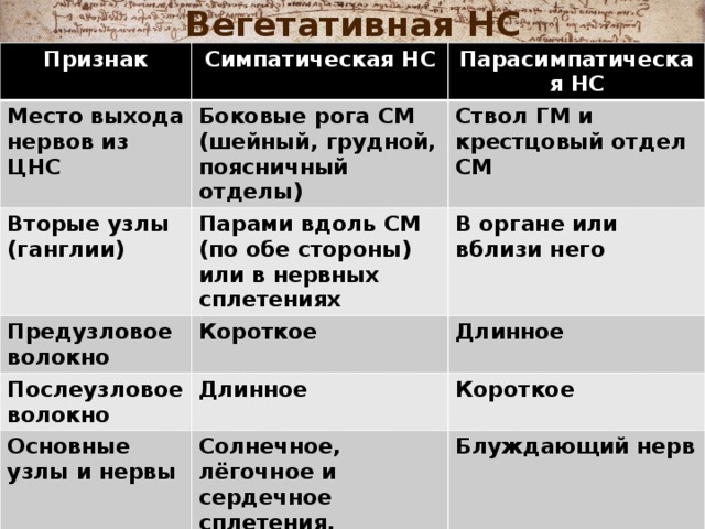 Вегетативная НС Признак Симпатическая НС Место выхода нервов из ЦНС Парасимпатическая НС Боковые рога СМ (шейный, грудной, поясничный отделы) Вторые узлы (ганглии) Ствол ГМ и крестцовый отдел СМ Парами вдоль СМ (по обе стороны) или в нервных сплетениях Предузловое волокно Послеузловое волокно В органе или вблизи него Короткое Длинное Длинное Основные узлы и нервы Короткое Солнечное, лёгочное и сердечное сплетения, брыжеечный узел Блуждающий нерв 