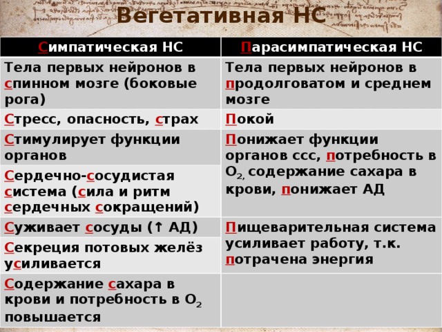 Вегетативная НС С импатическая НС П арасимпатическая НС Тела первых нейронов в с пинном мозге (боковые рога) Тела первых нейронов в п родолговатом и среднем мозге С тресс, опасность, с трах П окой С тимулирует функции органов П онижает функции органов ссс, п отребность в О 2, содержание сахара в крови, п онижает АД  С ердечно- с осудистая с истема ( с ила и ритм с ердечных с окращений) С уживает с осуды (↑ АД) П ищеварительная система усиливает работу, т.к. п отрачена энергия С екреция потовых желёз у с иливается С одержание с ахара в крови и потребность в О 2 повышается 